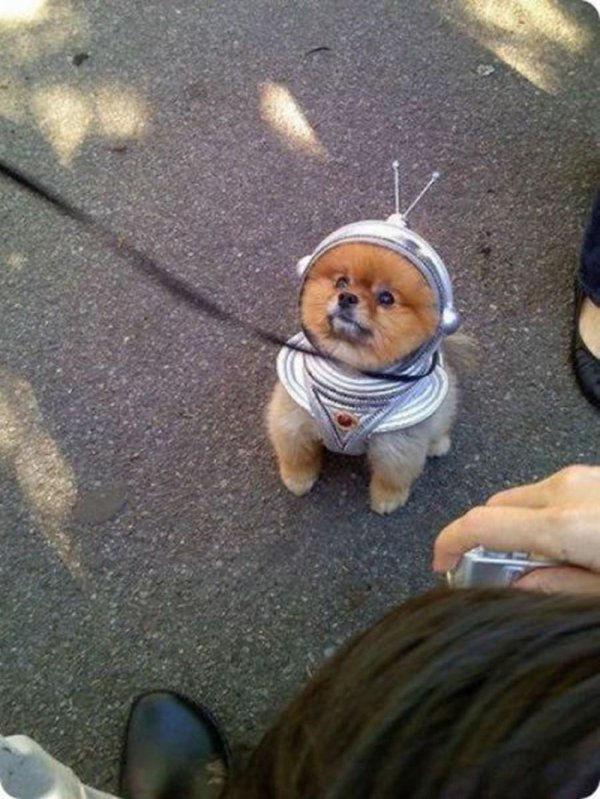 смешной щенок