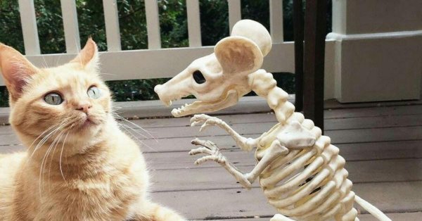 прикольная кошка