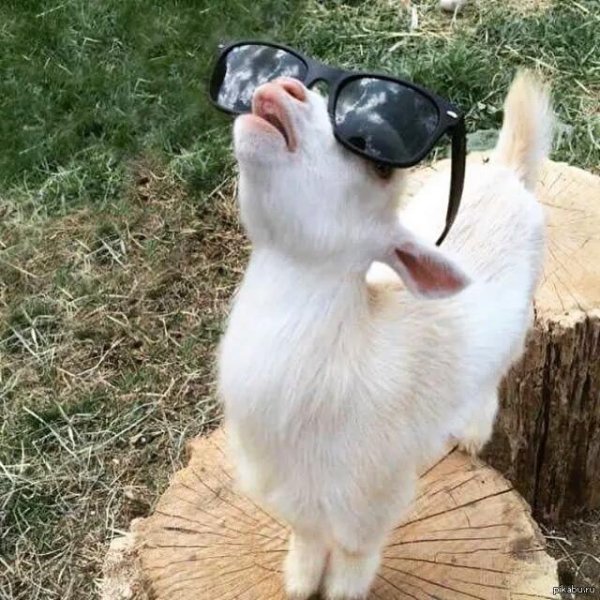 крутые козлики