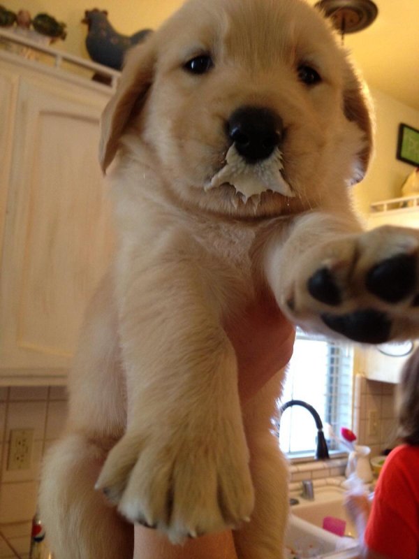 золотистый ретривер