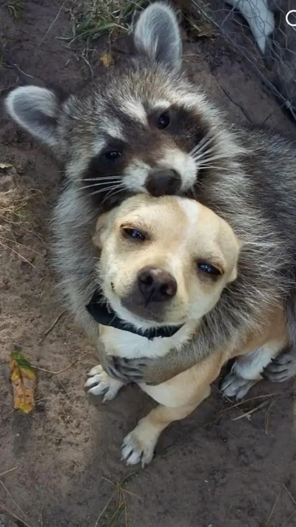 обнимашки животные