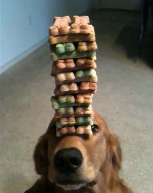 терпение с собакой