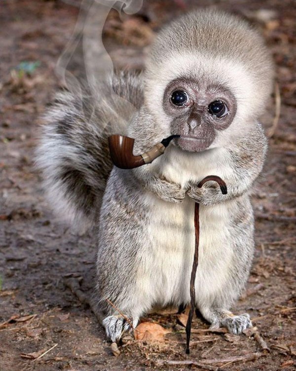 мармозетка игрунка