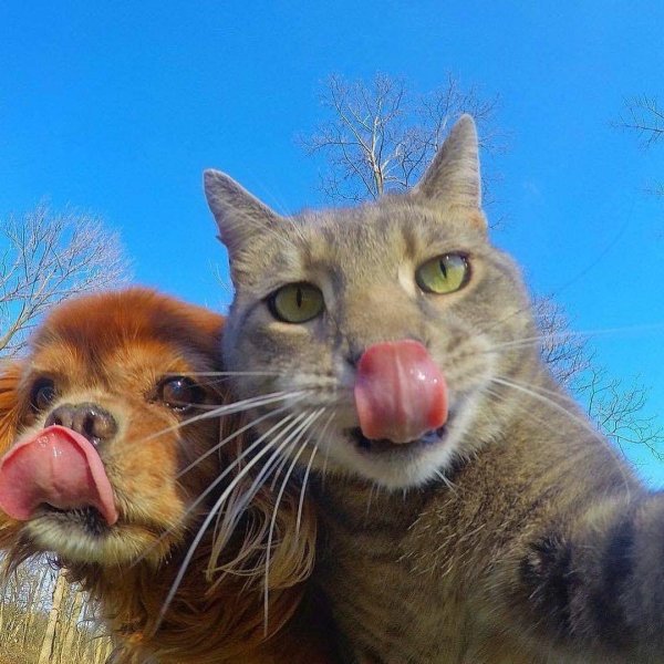 селфи котов