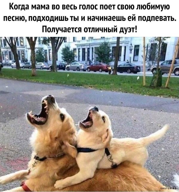 мем с собаками