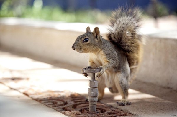 белка пьет воду