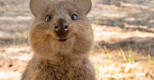 квокка сумчатый зверь