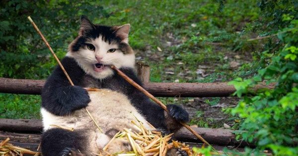 чэнду панды