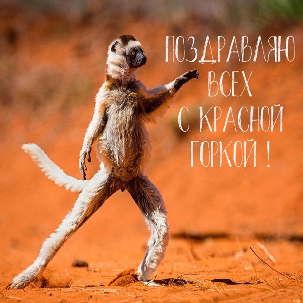 шелковистая сифака