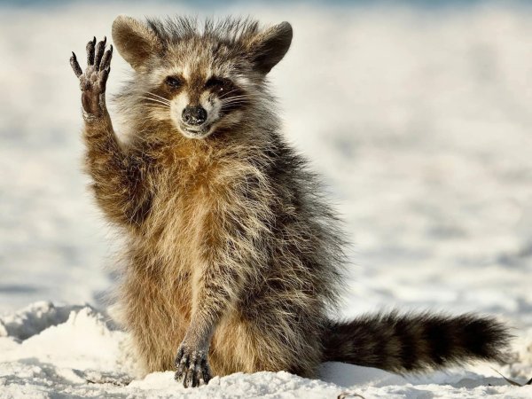 прикольный енот