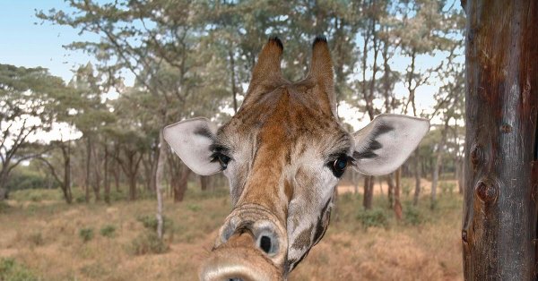 прикольное животное