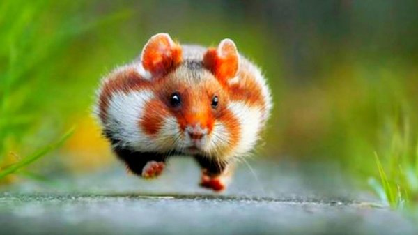 беги хомяк