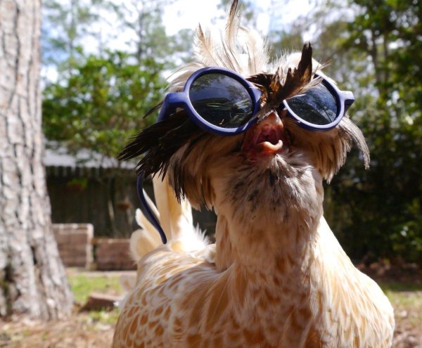 курица смешная