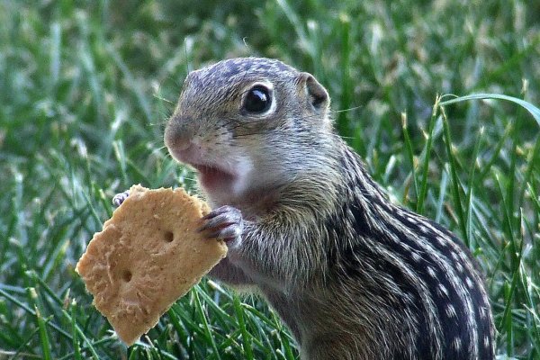 spermophilus tridecemlineatus