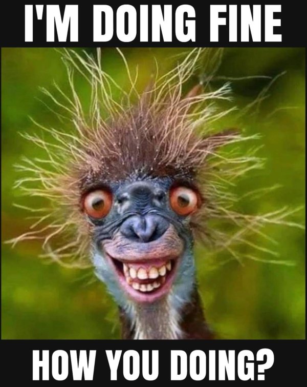 смешная птица