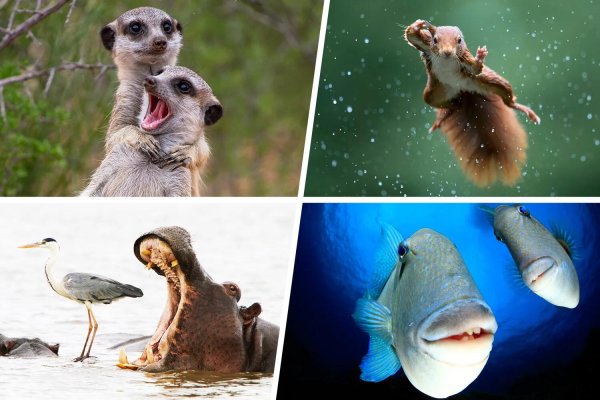 премия comedy wildlife photography
