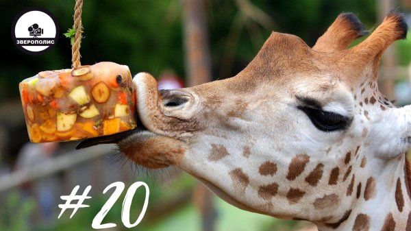 жираф в зоопарке