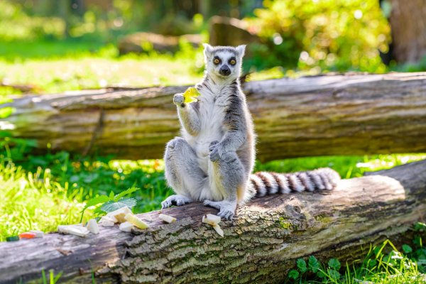 королевский лемур