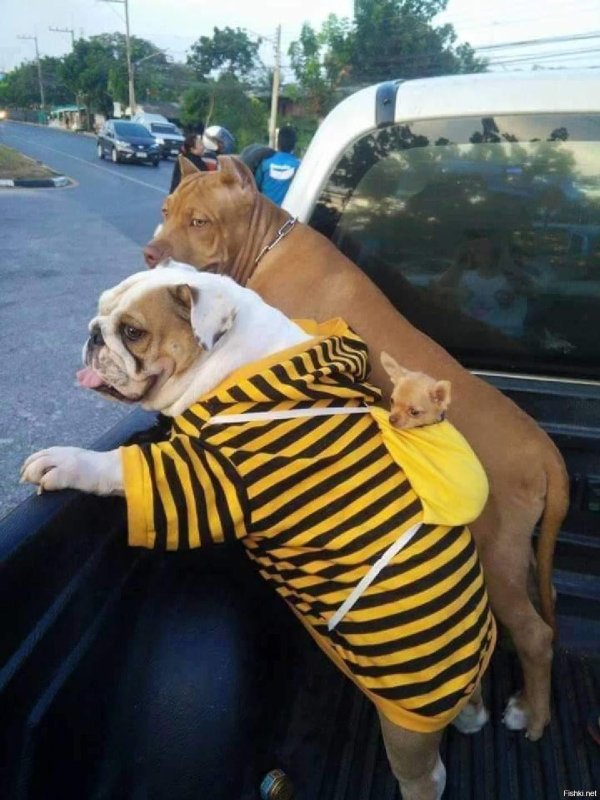 бульдог английский