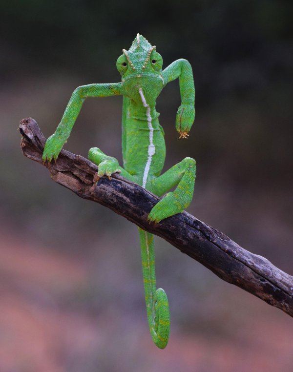 хамелеоны ящерицы