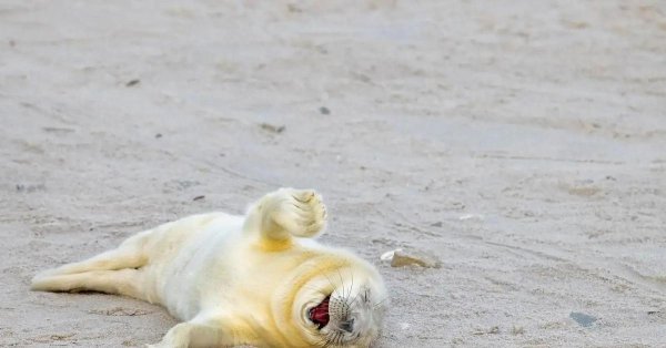 белек нерпа