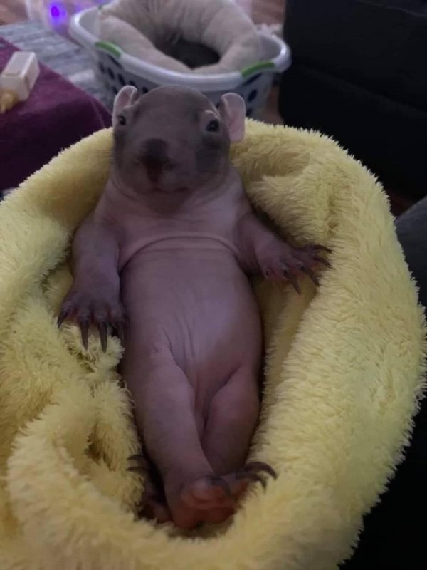 детеныш вомбата