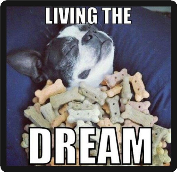 щенки французский бульдог