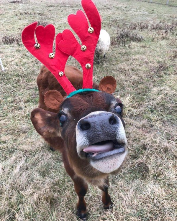 рождественские коровы