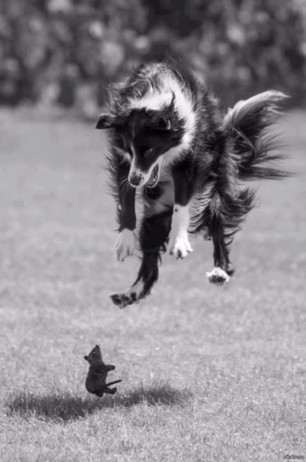 бордер колли