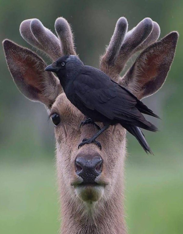 животное олень