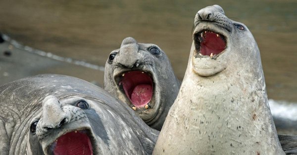 морской слон ждун