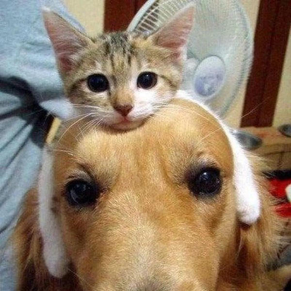 собачка и котик