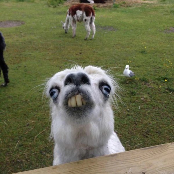 альпаки и ламы