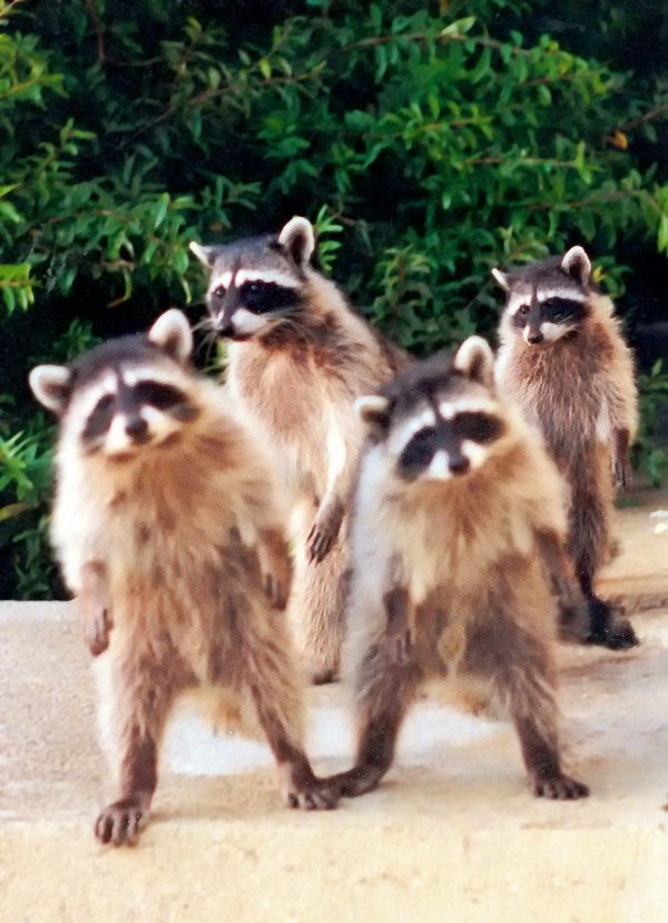 банда енотов