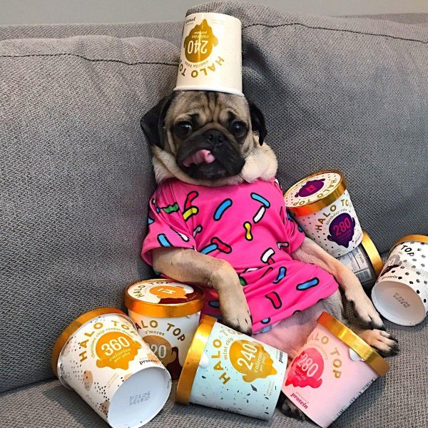 забавные собачки