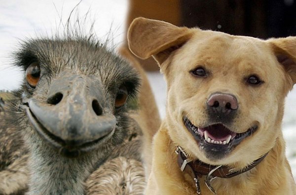 страусы эму