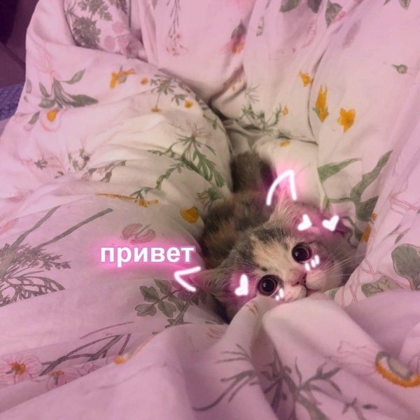 пикчи котики