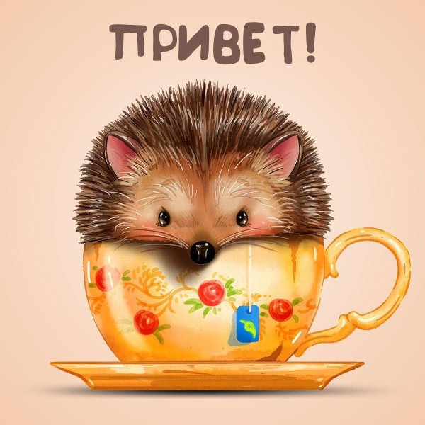 привет ежик