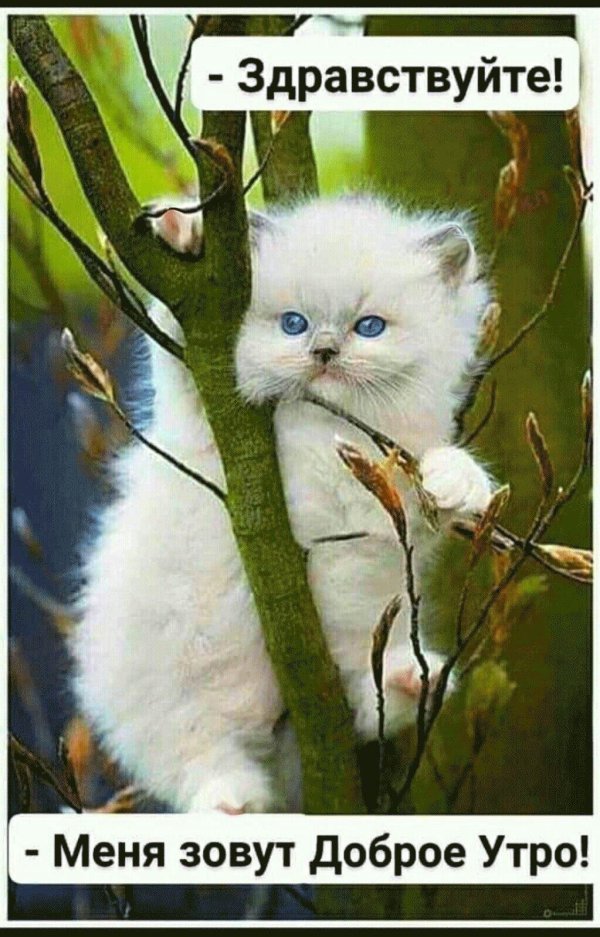доброго утра котенок