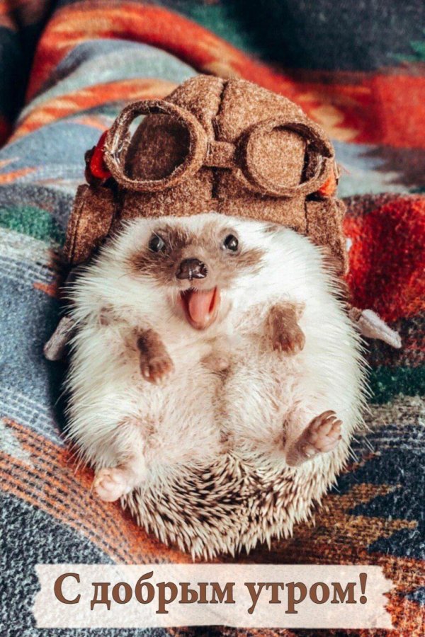 mrpokee очаровательный ёжпутешественник