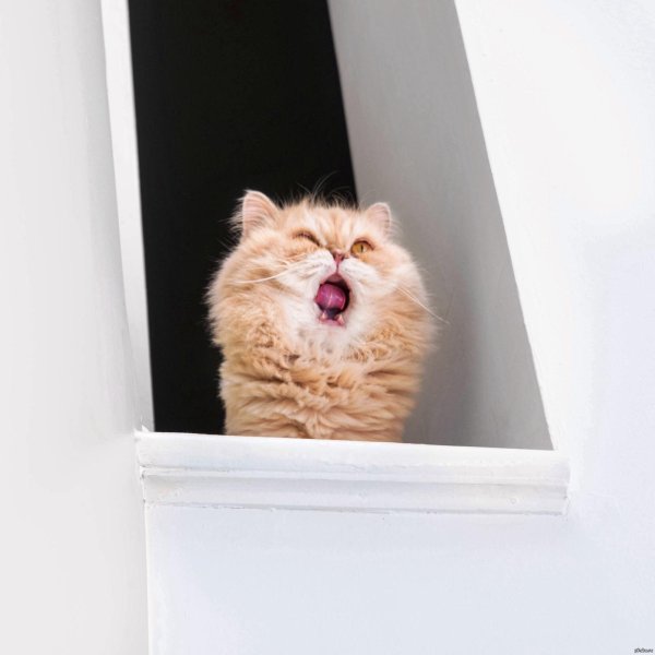 утренние котики