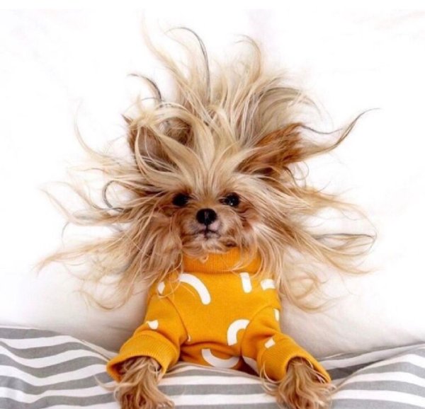 йоркширский терьер