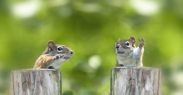 забавные зверюшки