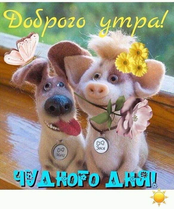 Привет с животными
