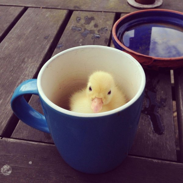 уточка проснулась