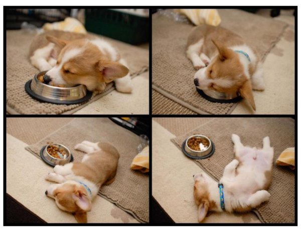 вельшкорги пемброк