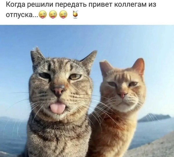 котик в отпуске