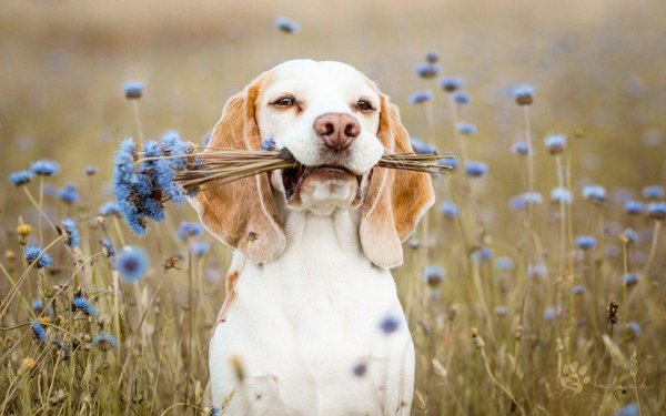 привет животные