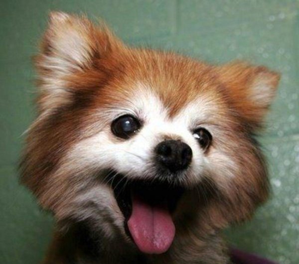 эмоции животных