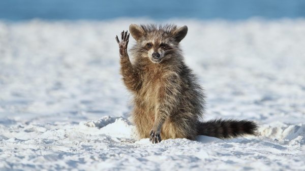 прикольное животное